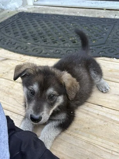 A baby medium-sized male Brown / Chocolate Shepherd dog named Remi for adoption in Fredericksburg, VA