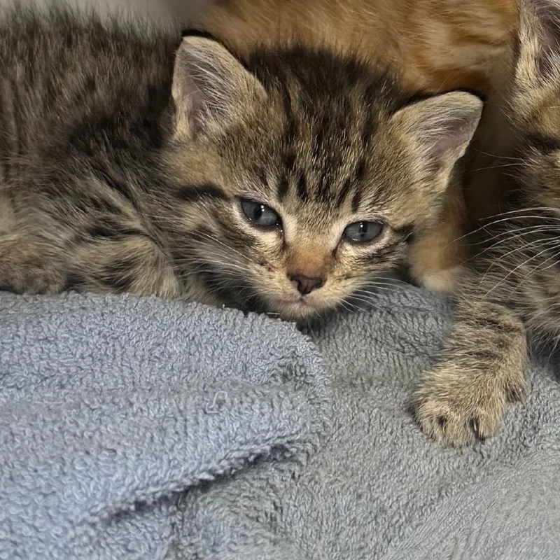 A baby small-sized female Brown / Chocolate Domestic Medium Hair cat named Tabby Calico for adoption in Shelbyville, IL