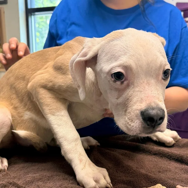 A young medium-sized female White / Cream Mixed Breed dog named Peach Nectarine for adoption in Red House, WV