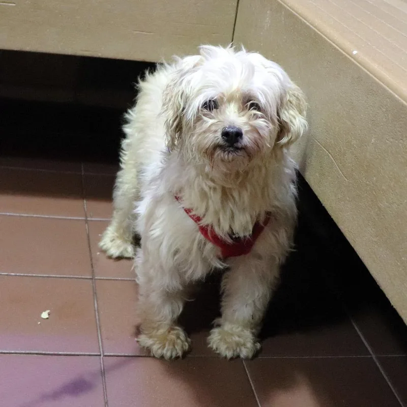 A senior small-sized female Poodle dog named Lulu for adoption in Port Washington, NY