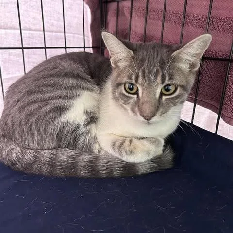 A baby small-sized female Gray / Blue / Silver Domestic Short Hair cat named Lulu for adoption in Bastrop, TX