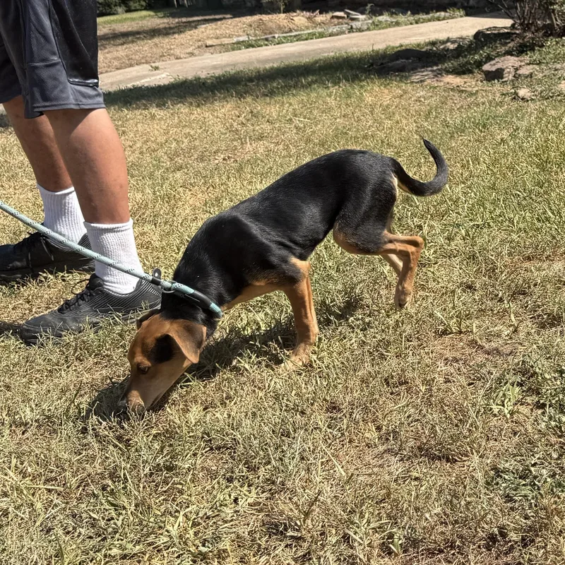 A baby small-sized male Black Hound dog named Buddy jr for adoption in Spring, TX