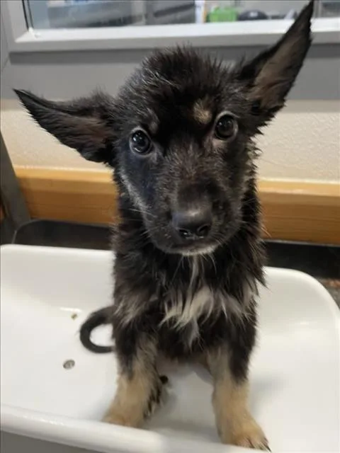 A baby small-sized male German Shepherd Dog dog named Jacinto for adoption in Tracy, CA