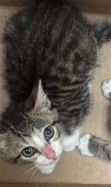 A baby medium-sized female Domestic Short Hair cat named Star for adoption in Dallas, TX