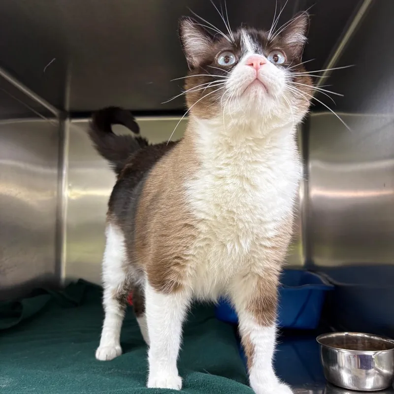 An adult large-sized male Brown / Chocolate Siamese cat named Tig for adoption in Springfield, IL