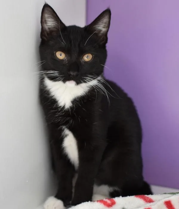 A young medium-sized female Black & White / Tuxedo Domestic Short Hair cat named Jean for adoption in Marietta, GA