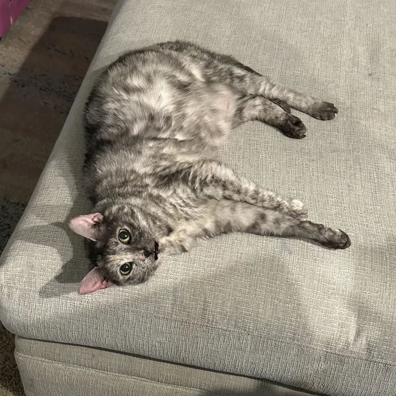 Kaia