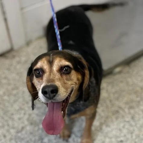 An adult medium-sized female Black Beagle dog named Bailey for adoption in Hattiesburg, MS
