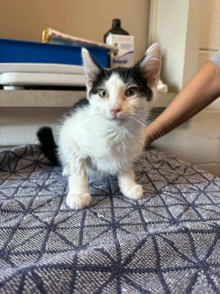 A baby medium-sized male Domestic Short Hair cat named Honk for adoption in Marion, OH