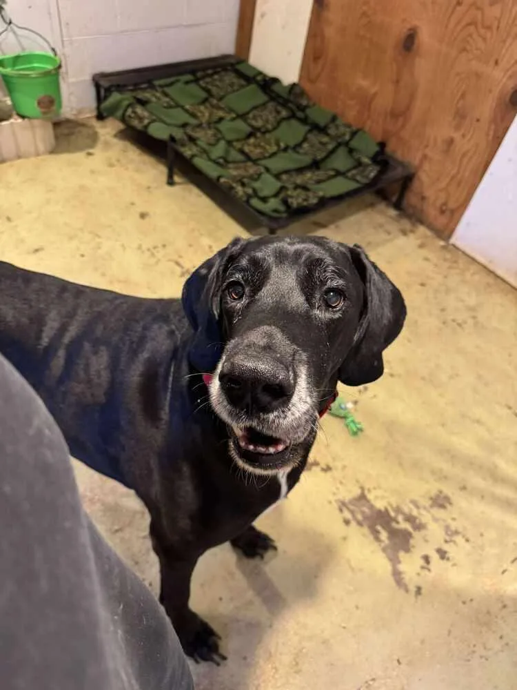 A senior large-sized male Tricolor (Brown, Black, & White) Great Dane dog named Butters for adoption in Albany, IL