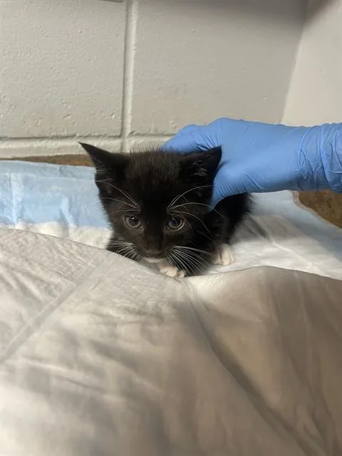 A baby small-sized male Domestic Short Hair cat named Popsicle for adoption in Tallahassee, FL