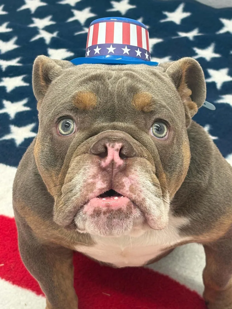 A young medium-sized male Bulldog dog named Karlos for adoption in Oxford, MI