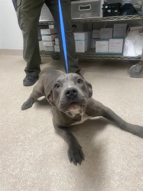 A baby medium-sized female Gray / Blue / Silver Pit Bull Terrier dog named Fergie Urgent And for adoption in Thousand Oaks, CA