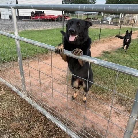 An adult large-sized female Bicolor German Shepherd Dog dog named Bristol for adoption in Roswell, GA