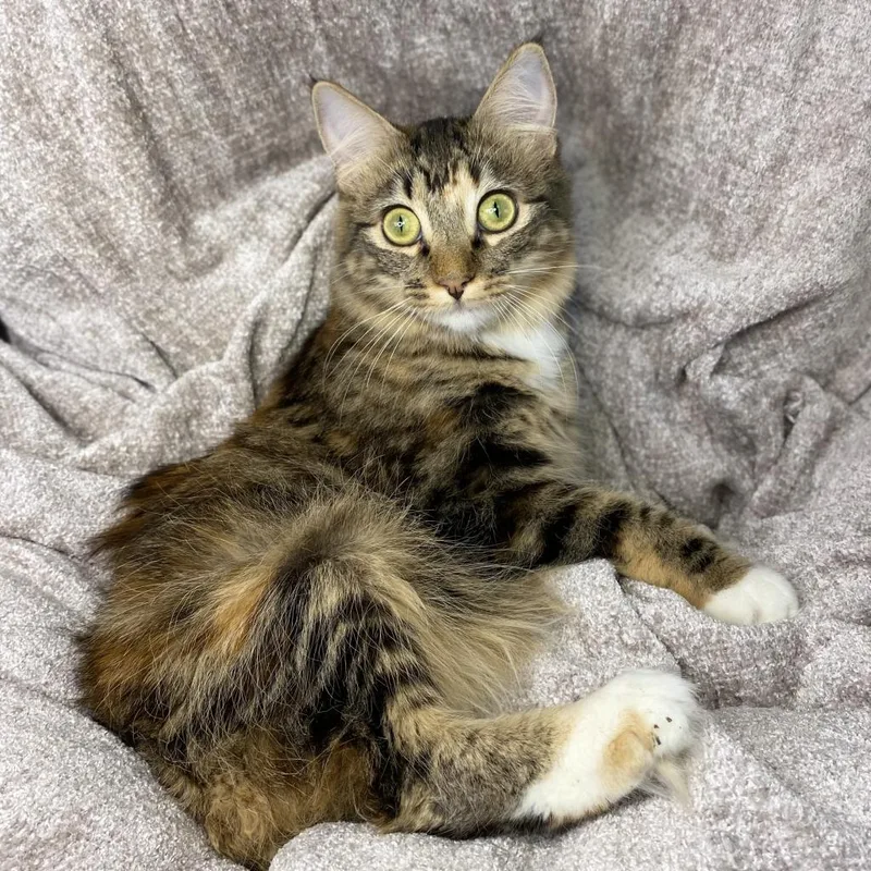 An adult medium-sized female Brown / Chocolate Domestic Long Hair cat named Alani for adoption in Los Angeles, CA