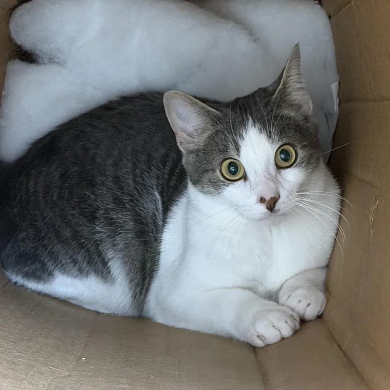 A young medium-sized male Gray & White Domestic Short Hair cat named Pidge for adoption in Charlestown, RI