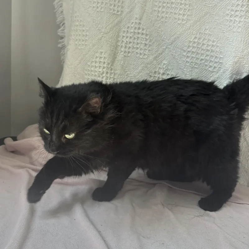 A young medium-sized female Black Domestic Medium Hair cat named Liberty for adoption in Waterloo, IA