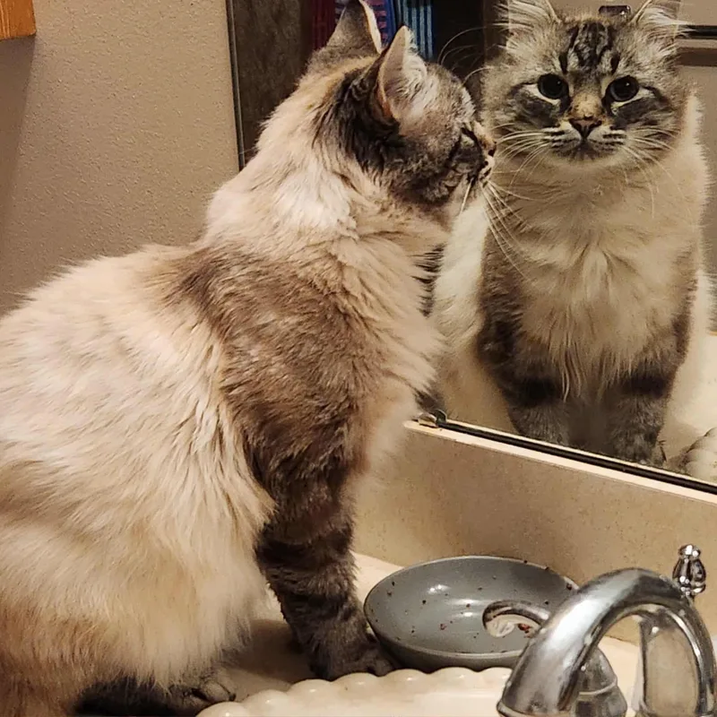 Sapphire Handsome Sweetheart