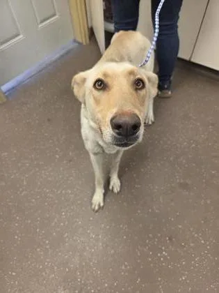 An adult large-sized female Shepherd dog named Lemon for adoption in South Bend, IN