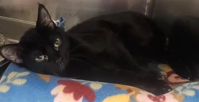 An adult medium-sized female Domestic Short Hair cat named Cardi B for adoption in Decatur, IL