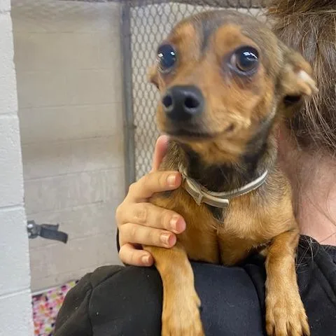 A young small-sized female Brown / Chocolate Chihuahua dog named Chloe for adoption in Duncan, OK