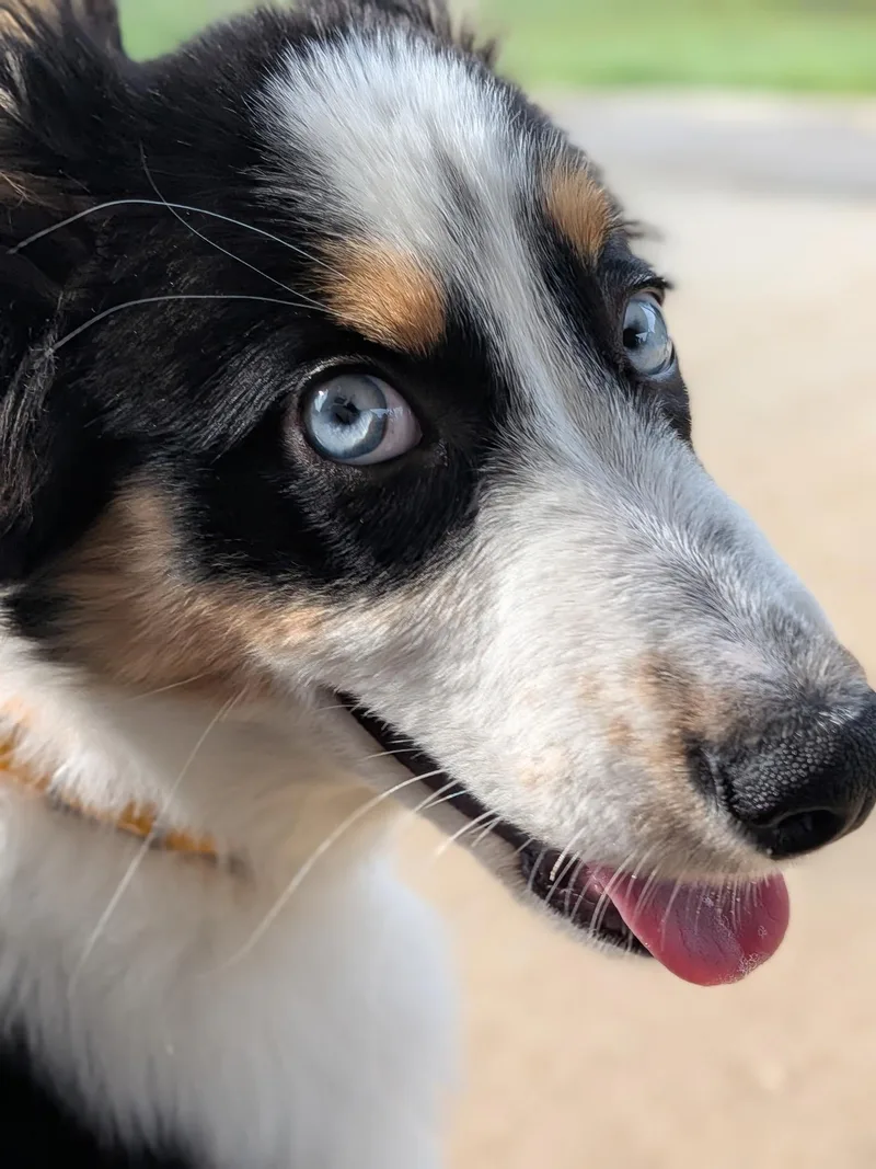 A baby medium-sized female Tricolor (Brown, Black, & White) Australian Shepherd dog named Gracie for adoption in Spring hill, TN