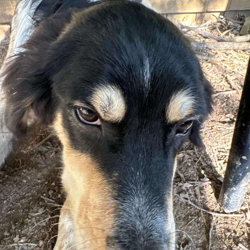 A young medium-sized male Tricolor (Brown, Black, & White) Catahoula Leopard Dog dog named Sage for adoption in Antioch, TN