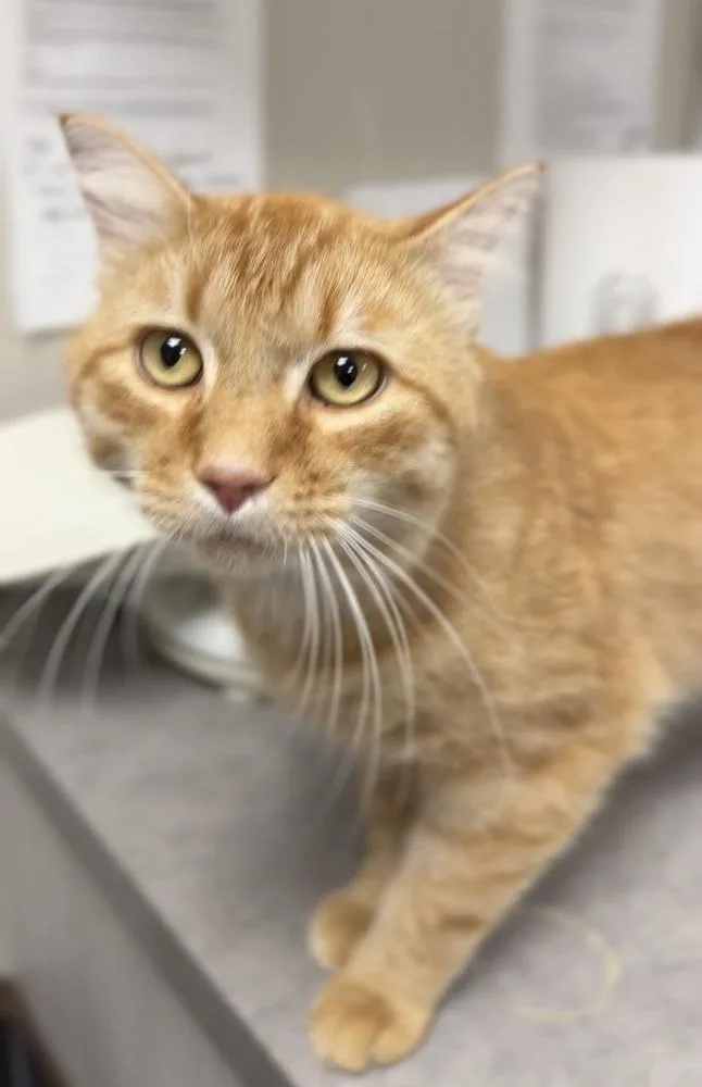 An adult medium-sized male Tabby (Orange / Red) Domestic Short Hair cat named Craig for adoption in Bemidji, MN