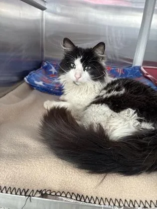 Alfonso