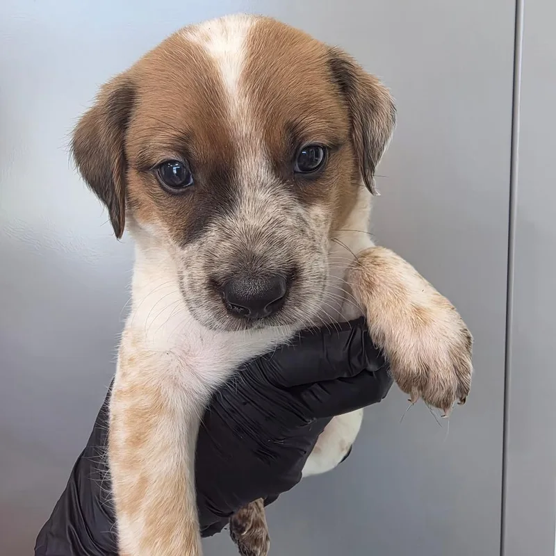 A baby small-sized male Red / Chestnut / Orange Australian Cattle Dog / Blue Heeler dog named Snickerdoodle for adoption in Sand Springs, OK