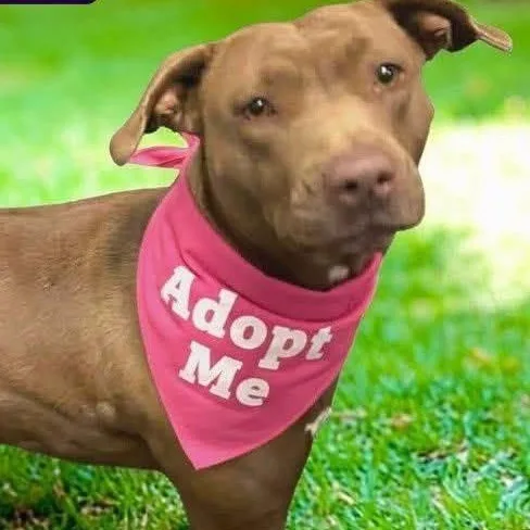 An adult medium-sized female Brown / Chocolate Pit Bull Terrier dog named Hershey for adoption in Ravenna, KY