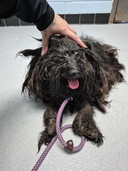An adult small-sized male Poodle dog named Pen  Chip for adoption in Lawrenceville, GA