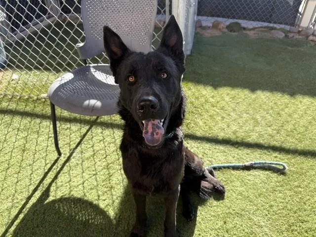 A young large-sized male German Shepherd Dog dog named Batman for adoption in Phoenix, AZ