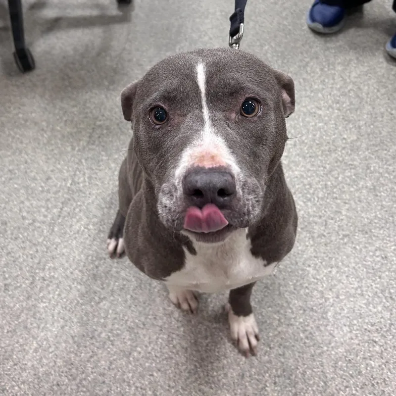 A senior medium-sized female Gray / Blue / Silver Mixed Breed dog named Gracie for adoption in Jacksonville, FL