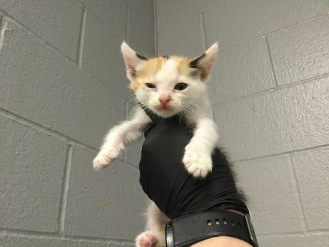 A baby small-sized female Domestic Short Hair cat named Ethel for adoption in Thousand Palms, CA