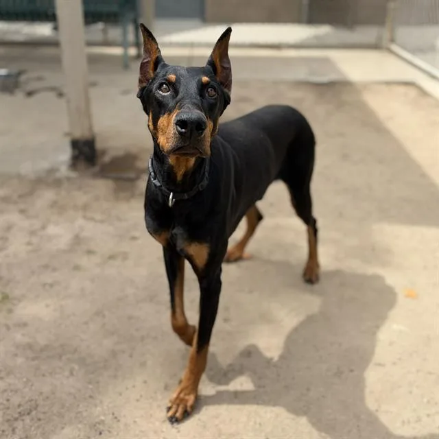 An adult large-sized male Doberman Pinscher dog named Odin for adoption in Modesto, CA