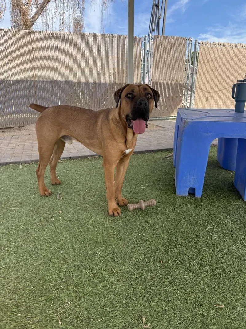 A young medium-sized male Mastiff dog named Carlos for adoption in Glendale, AZ