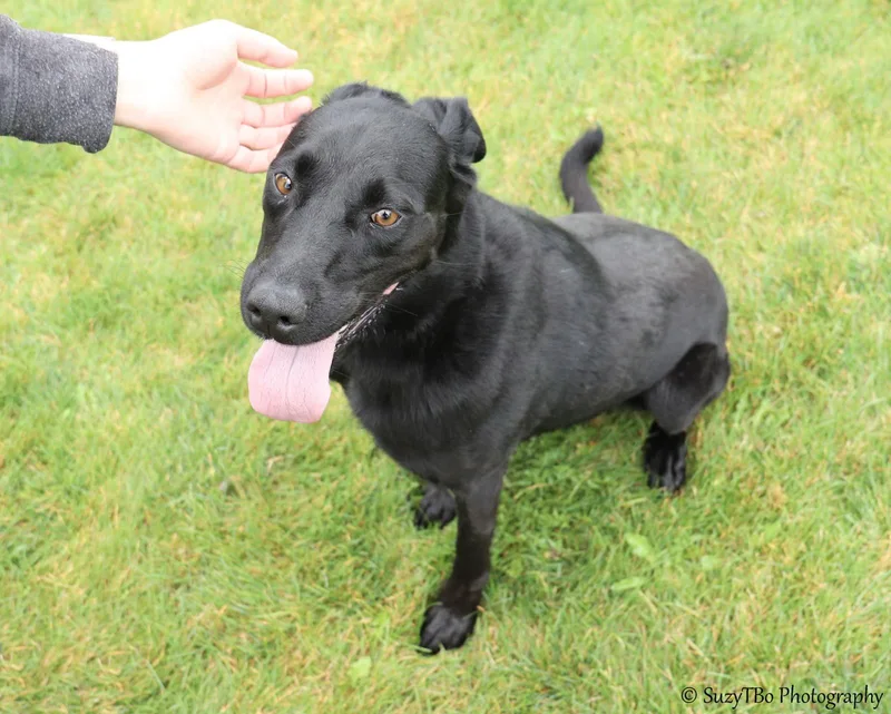 An adult medium-sized female Black Labrador Retriever dog named Sadie for adoption in Montrose, CO
