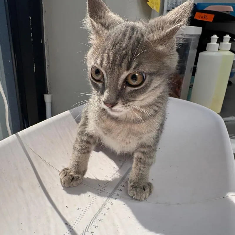 A baby small-sized male Gray / Blue / Silver Domestic Short Hair cat named Billy Bob Jo for adoption in Columbiana, AL