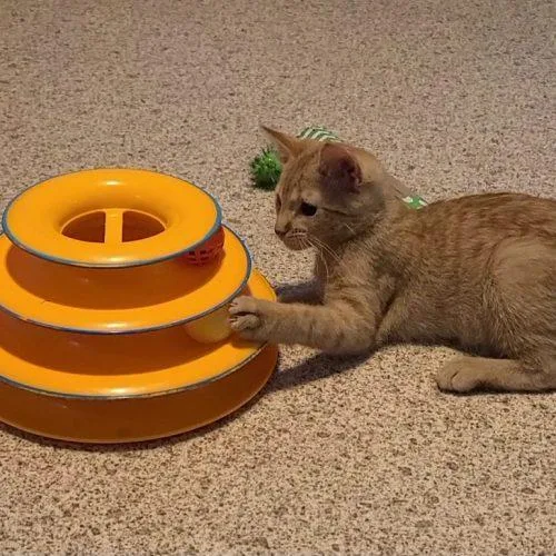 A baby small-sized male Domestic Short Hair cat named Pumpkin for adoption in Elizabeth, IL