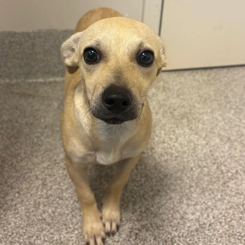 A young small-sized female Yellow / Tan / Blond / Fawn Chihuahua dog named Shimmer for adoption in Englewood, FL