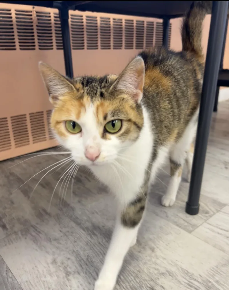 An adult medium-sized female Calico cat named Thelma for adoption in Altoona, PA