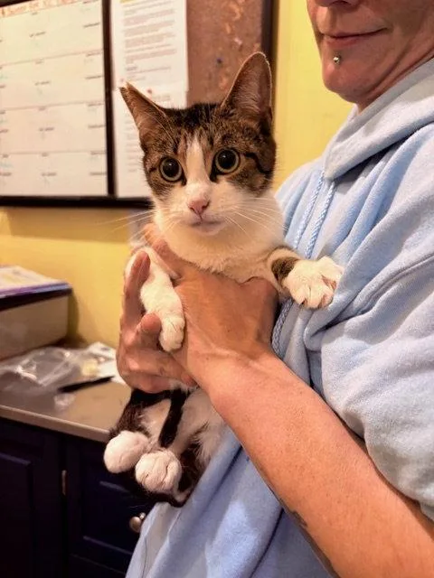 An adult medium-sized female Tabby cat named Lily Ann for adoption in Flint Hill, VA