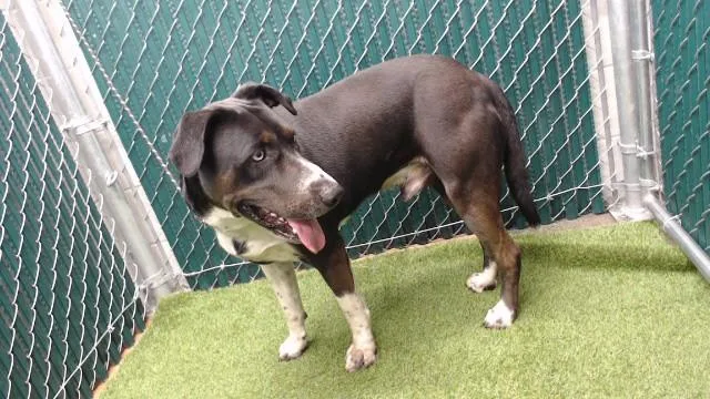 A young extra large-sized male Pit Bull Terrier dog named Gavin for adoption in Downey, CA
