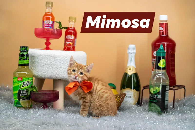 A baby small-sized male Orange / Red Domestic Short Hair cat named Mimosa for adoption in Sevierville, TN