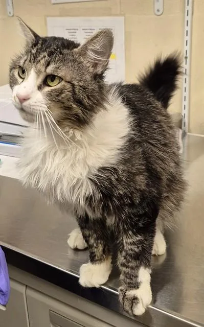 A young small-sized male Maine Coon cat named Gato for adoption in Lodi, CA