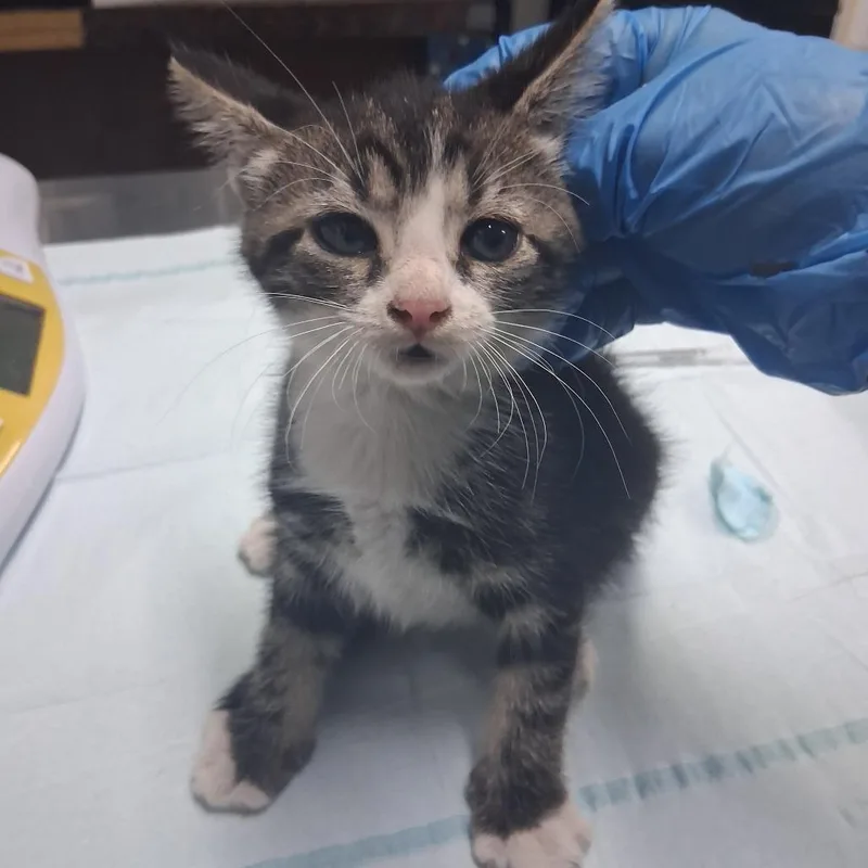 A baby small-sized female Brown / Chocolate Domestic Short Hair cat named Pawlina for adoption in Summerville, SC