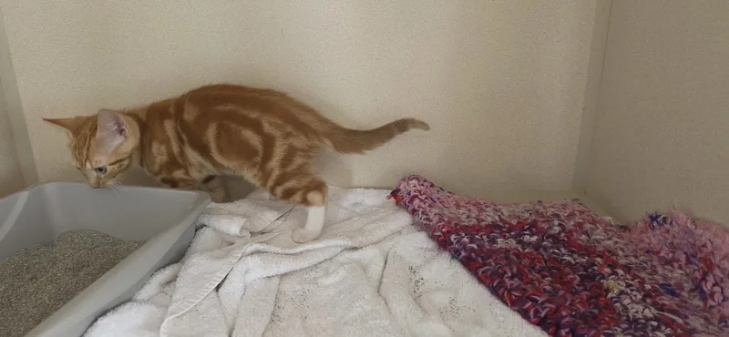 A young medium-sized male Domestic Short Hair cat named Baldwin for adoption in Hollywood, MD