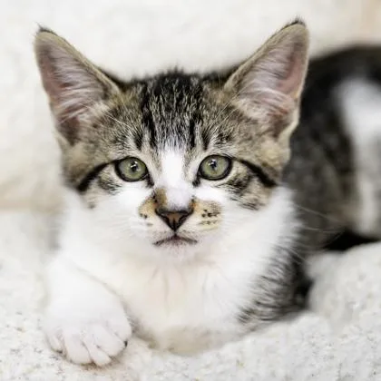 A baby small-sized male Domestic Medium Hair cat named Gazpacho for adoption in Camano Island, WA
