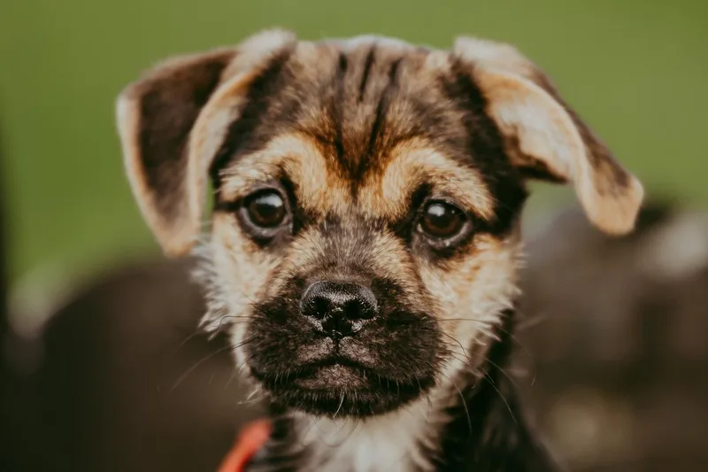 A baby small-sized male Pug dog named Flipper for adoption in Waunakee, WI